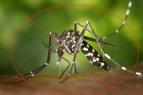 Mosquito Control Image