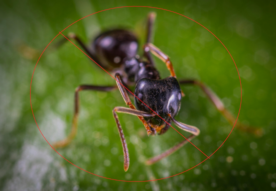 Ant Control Image