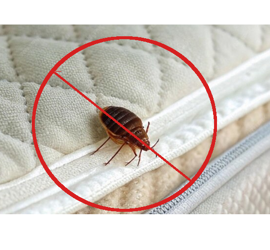 Bed Bug Control Image