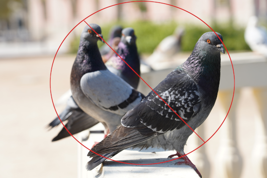 Bird Pro Control Image