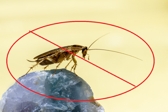 Insect Control Image