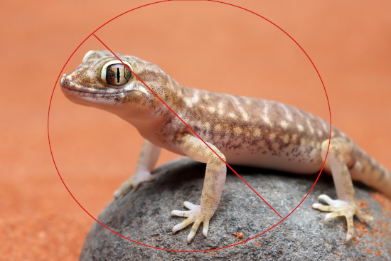 Lizard Control Image