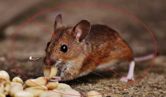 Rodent Control Image