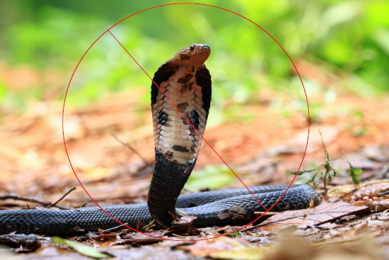 Snake Control Image