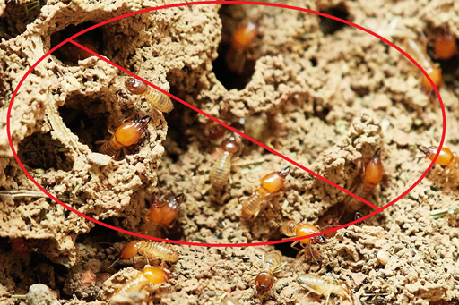 Termite Control Image