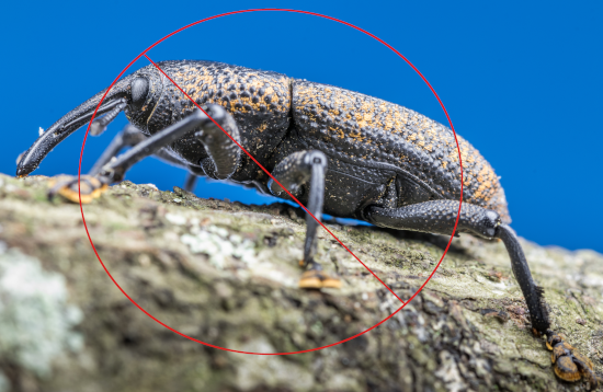 Wood Borer Control Image